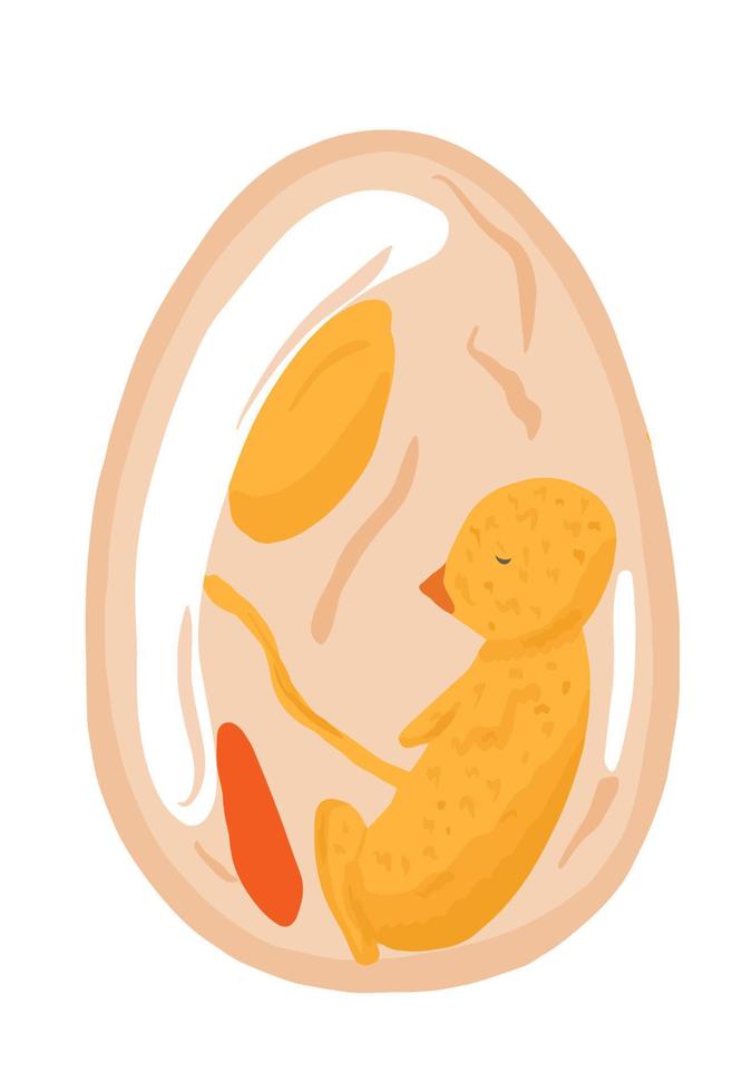 Hühnerembryo im Ei vektor