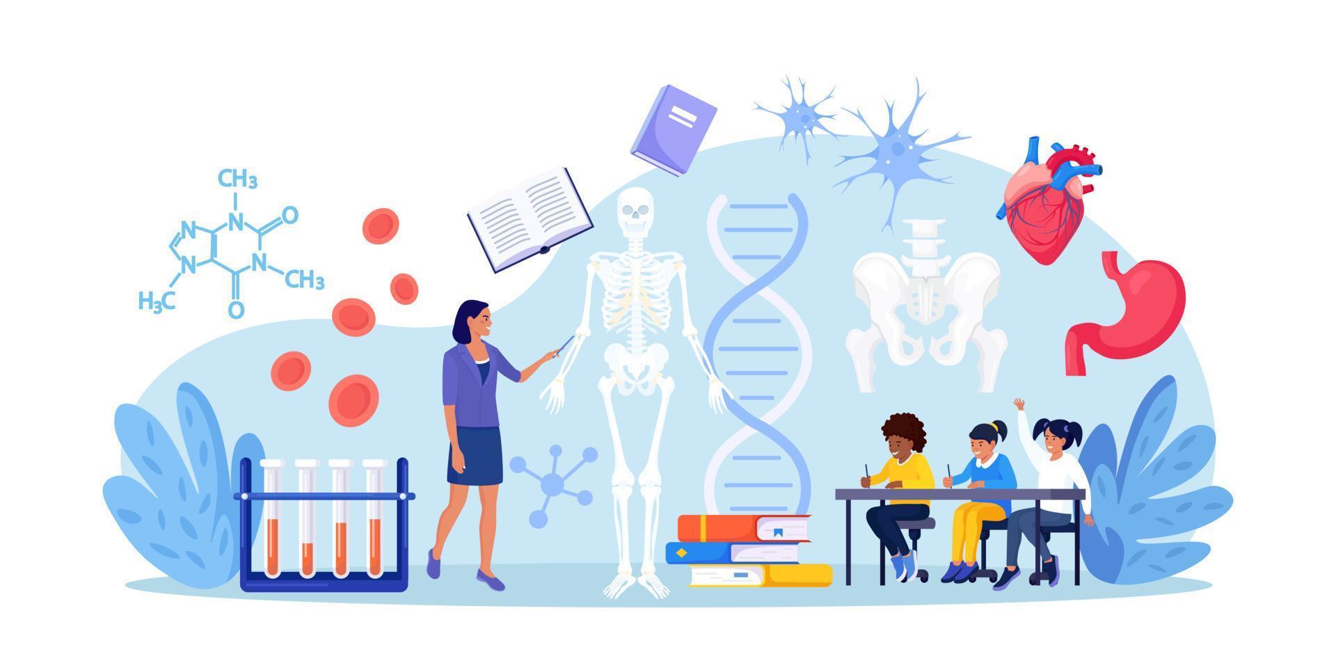 Schulfach Anatomie. studenten, die menschliches skelett studieren. lehrer, der auf die tafel zeigt und kinder unterrichtet. Schüler lernen Nerven, Knochen, Organe, Blutsysteme. Biologieunterricht, Medizin vektor