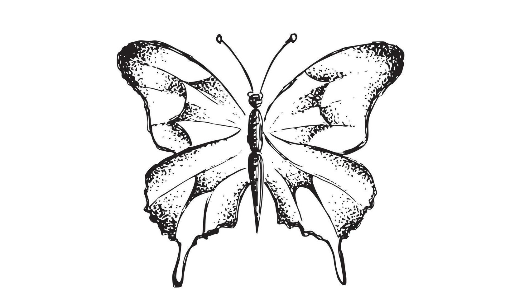 Schmetterling handgezeichnete Vektorgrafiken. vektor