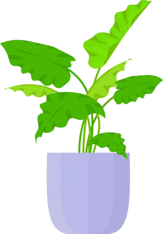 grafische vektorillustration, friedenslilienpflanze für innendesignideen, zimmerpflanze, flache illustration vektor