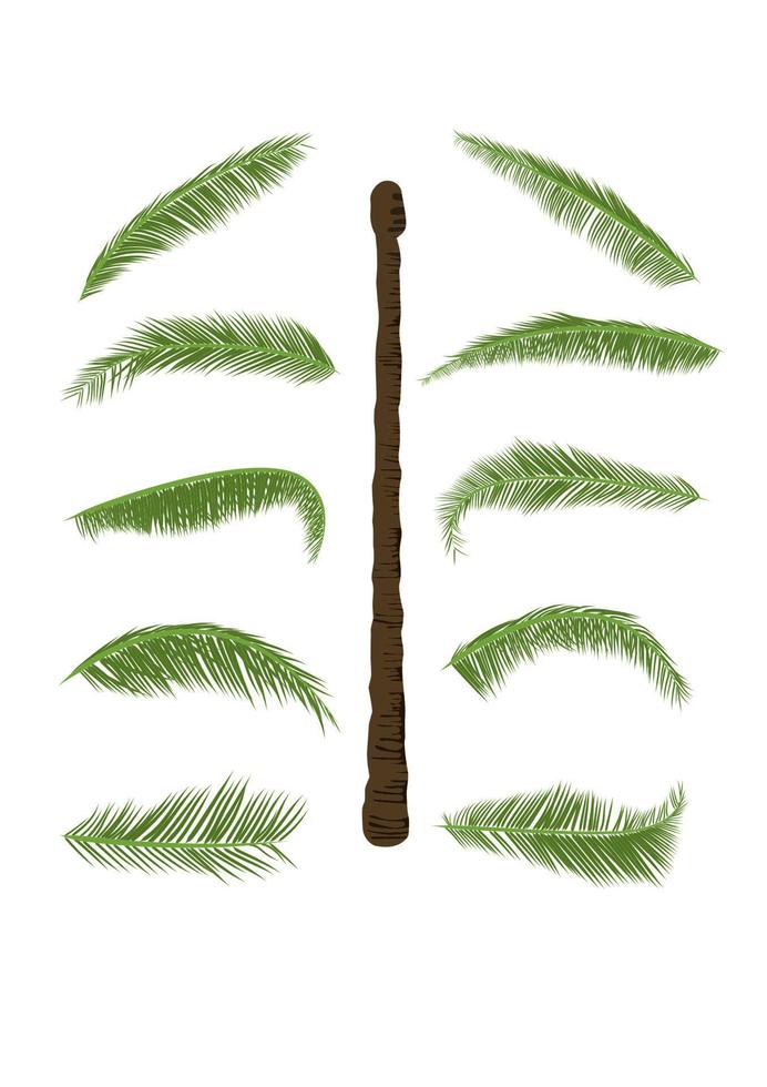 kokos träd med blad isolerat vit bakgrund vektor illustration
