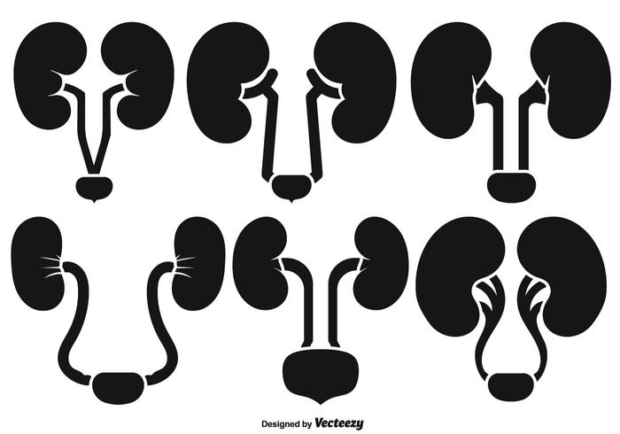 Vector Niere Icons - Urologie