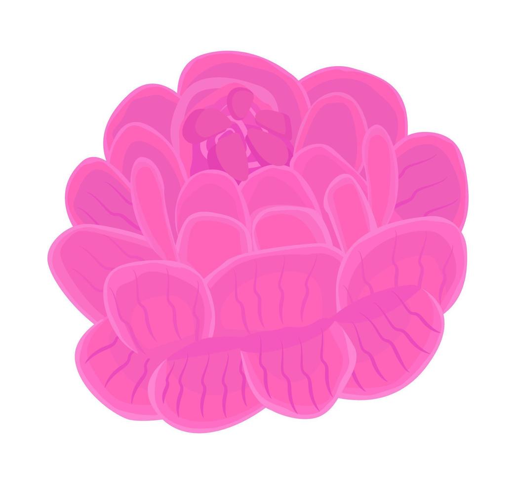rosa pfingstrosenknospe, illustration vektor