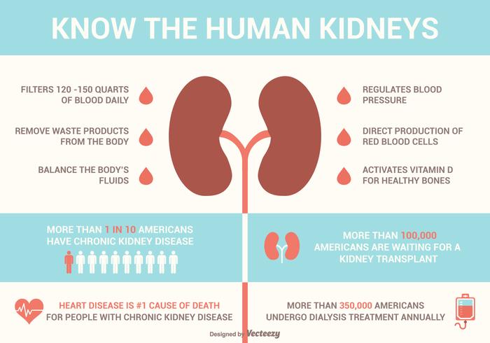 Nieren und Krankheiten Vektor Infografiken