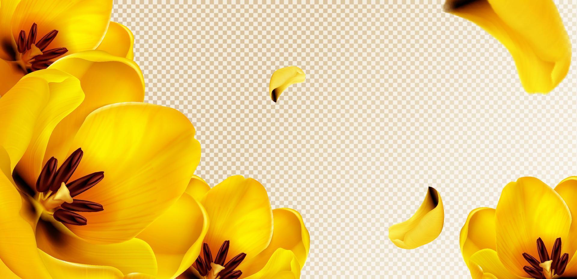 gul tulpaner och kronblad på transparent bakgrund vektor
