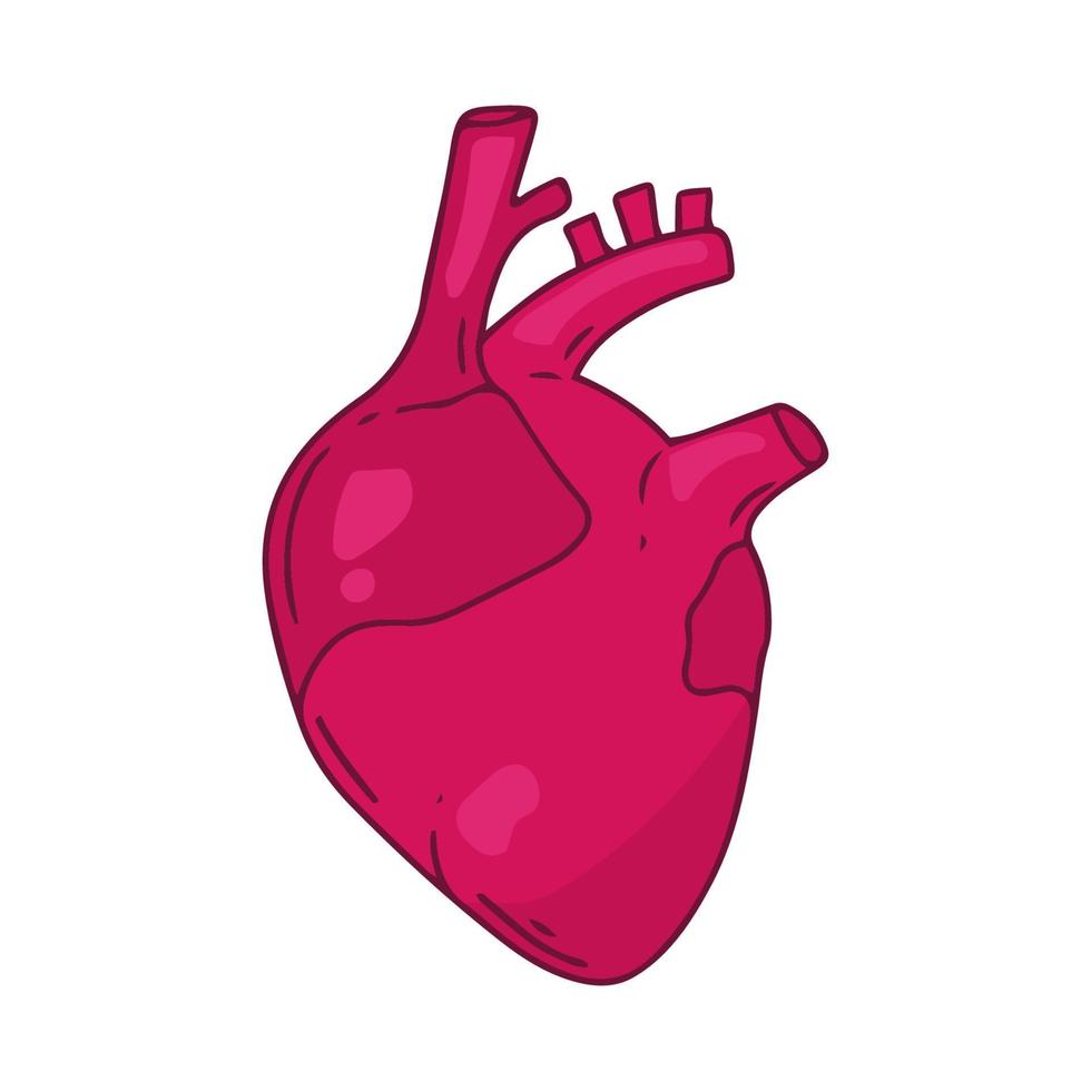 Herz-Vektor-Design. realistische Anatomiebilder. innere Organe des menschlichen Körpers, vektor