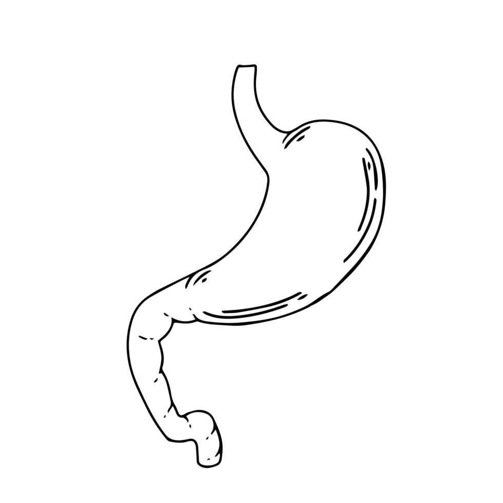 menschlicher Magen. inneres Organ, Anatomie. flache ikonenillustration der vektorkarikatur lokalisiert auf weißem hintergrund. vektor