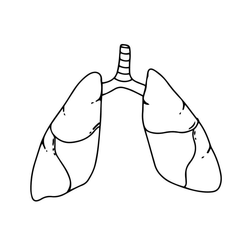 Lunge menschliches inneres Organ isoliert weißer Hintergrund mit Verlaufsgitter, Vektorillustration, vektor