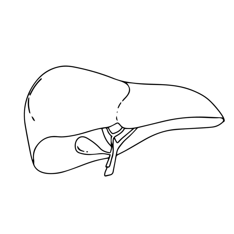 realistische Struktur der Leberanatomie. Vektororgan des hepatischen Systems, Verdauungsorgan der Gallenblase. menschliche Leber für Arzneimittel, Pharmazie und Bildungsdesign vektor