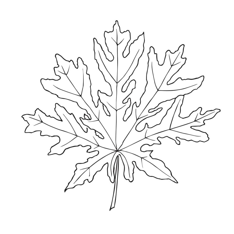 hand dragen papaya blad. vektor illustration i översikt stil på isolerat bakgrund i svart och vit färger. teckning av tropisk växt. linje konst. botanisk skiss för ikon eller logotyp.