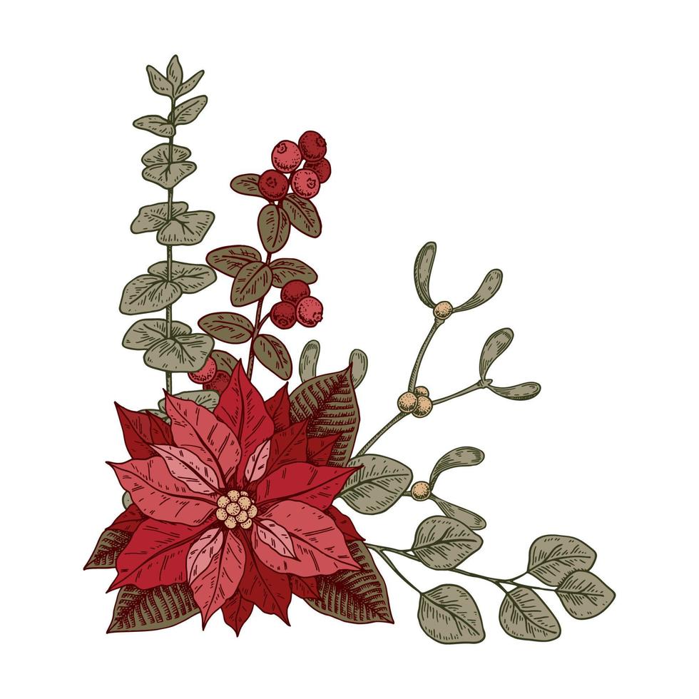 jul botanik sammansättning med julstjärna blomma och mistel. vektor illustration i skiss stil isolerat på vit bakgrund