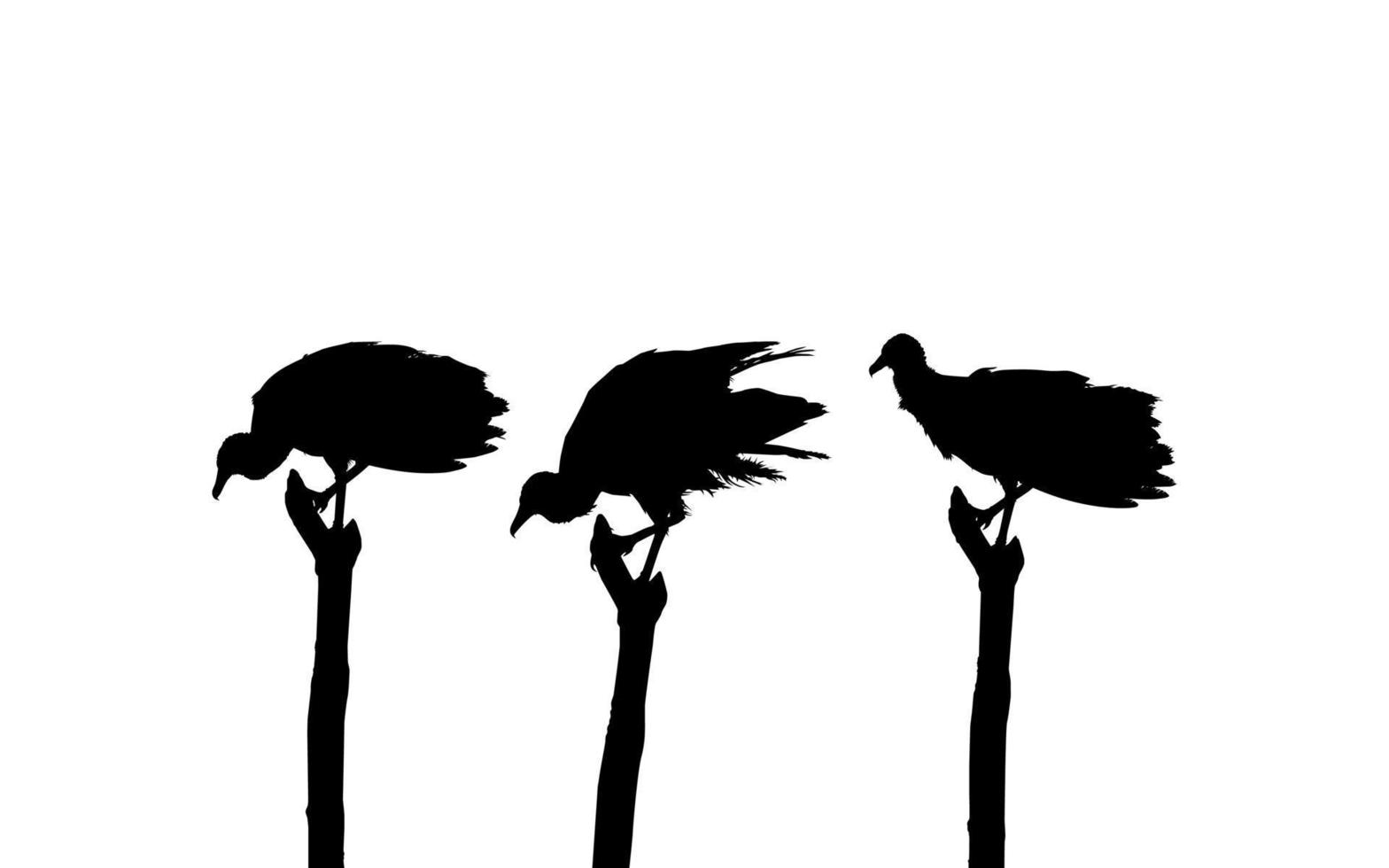silhouette der herde des schwarzen geiervogels, basierend auf meiner fotografie als bildreferenz, standort in nickerie, suriname, südamerika. Vektor-Illustration vektor