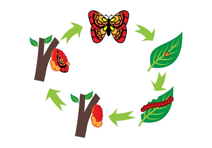 Caterpillar und Schmetterling Lebenszyklus Vektor