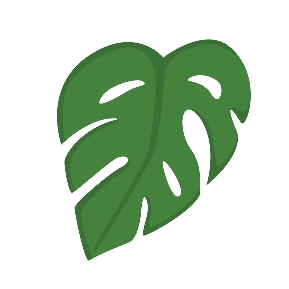 hauspflanze monstera illustration vektor clipart