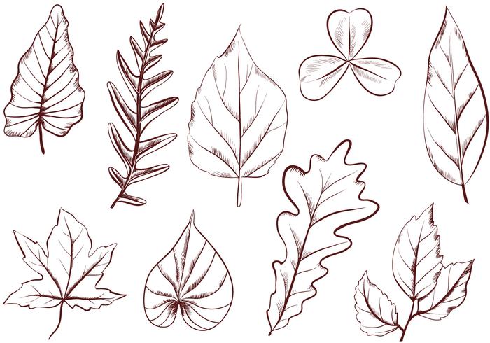 Gratis Vintage Leaves Vectors