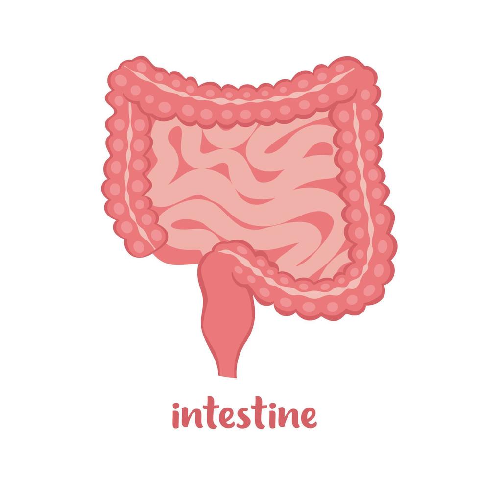 Menschlicher Darm, Symbol für innere Organe. anatomie, medizinkonzept, gesundheitswesen. Vektor-Illustration im flachen Stil isoliert auf weißem Hintergrund. vektor