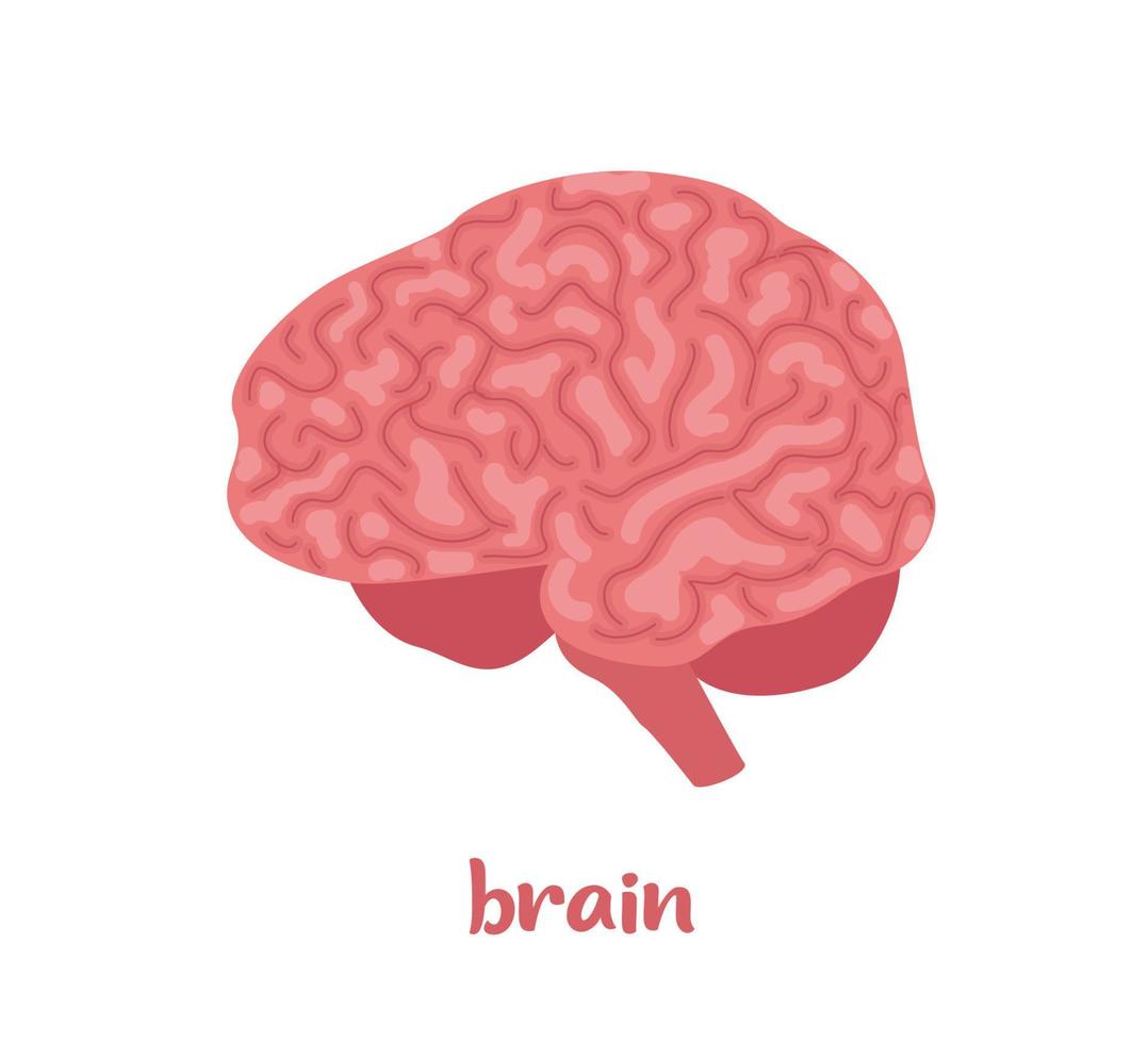 menschliches Gehirn. inneres Organ, Anatomie. flache Ikonenillustration des Vektors lokalisiert auf weißem Hintergrund. vektor