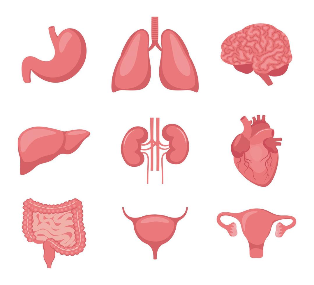 mänsklig organ uppsättning. hjärta, hjärna, lungor, lever, mage, tarmar, blåsa, njurar, livmoder och äggstockar. inre organ. design element för medicin, biologi, utbildning. vektor illustration.