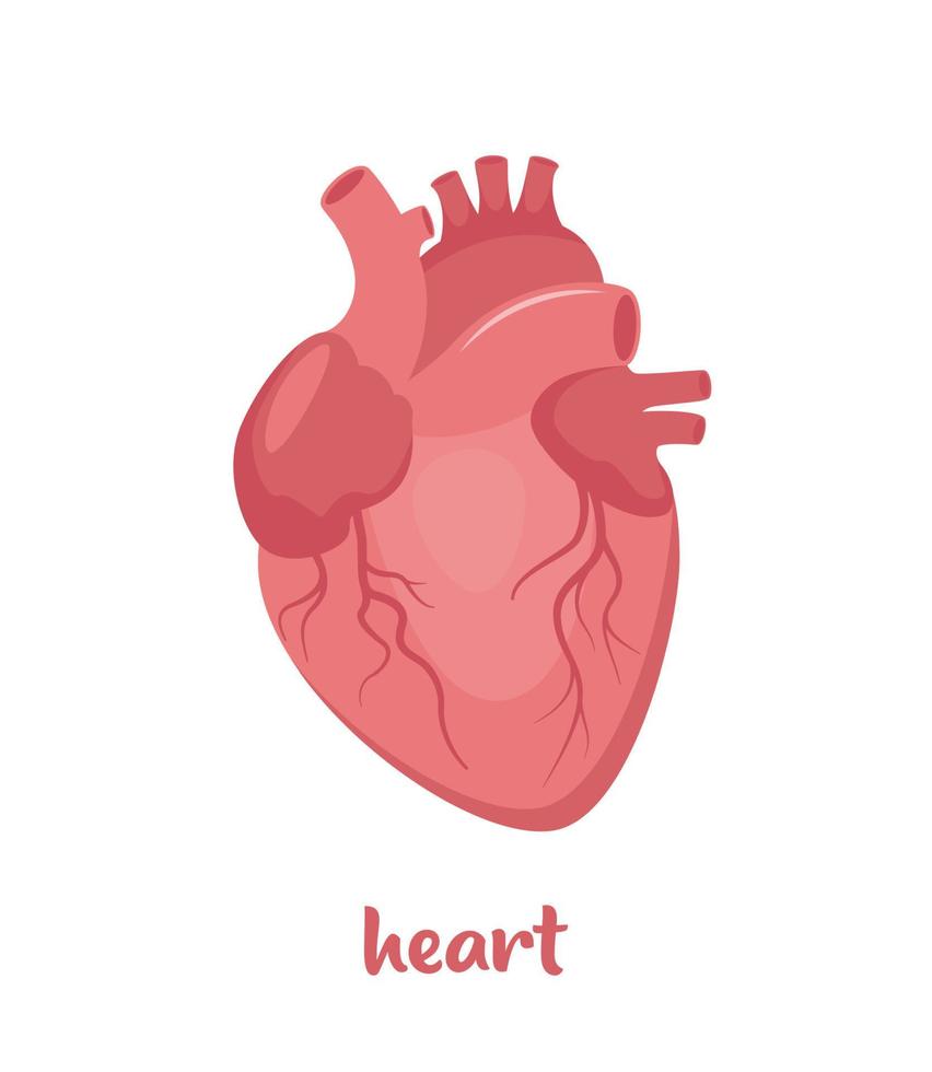 mänsklig hjärta. de hjärta med de venös systemet. anatomi. mänsklig inre organ. vektor illustration i platt stil isolerat på vit bakgrund.