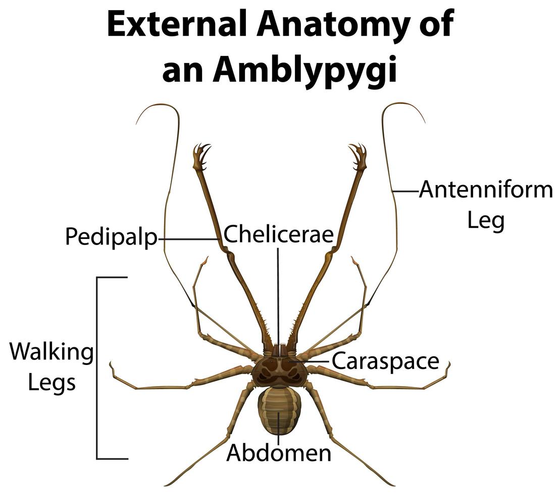 äußere Anatomie eines Amblypygi auf weißem Hintergrund vektor