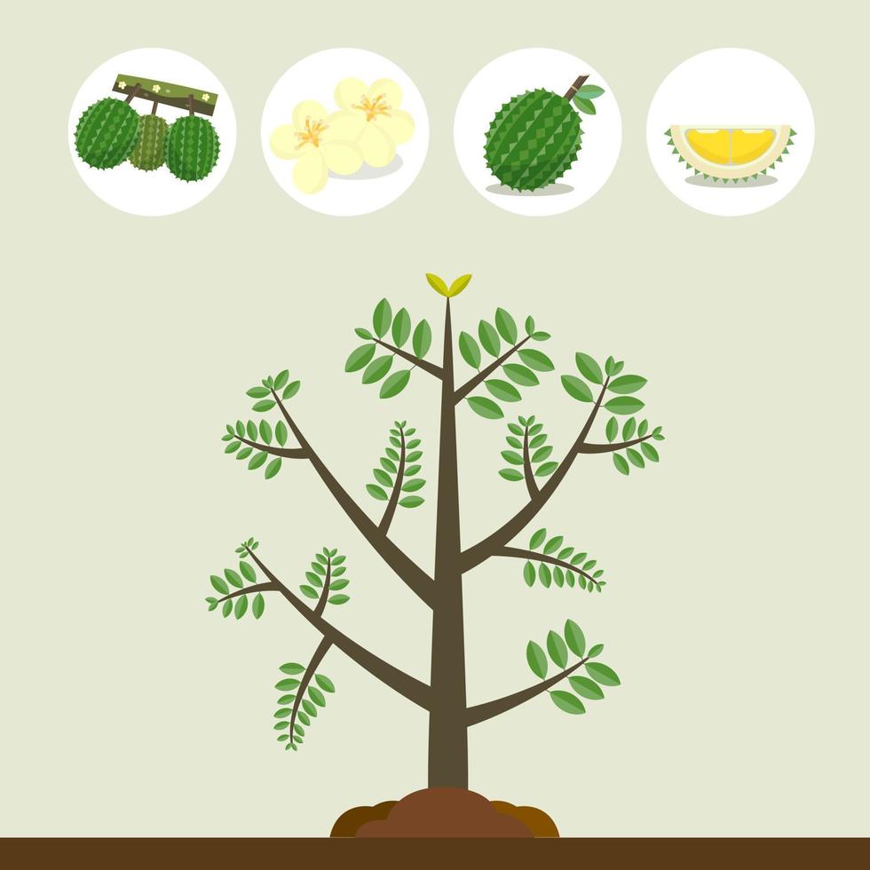 durianbaum mit früchten, blumen und zweigvektorillustration. Baum mit Ikonenelement vektor