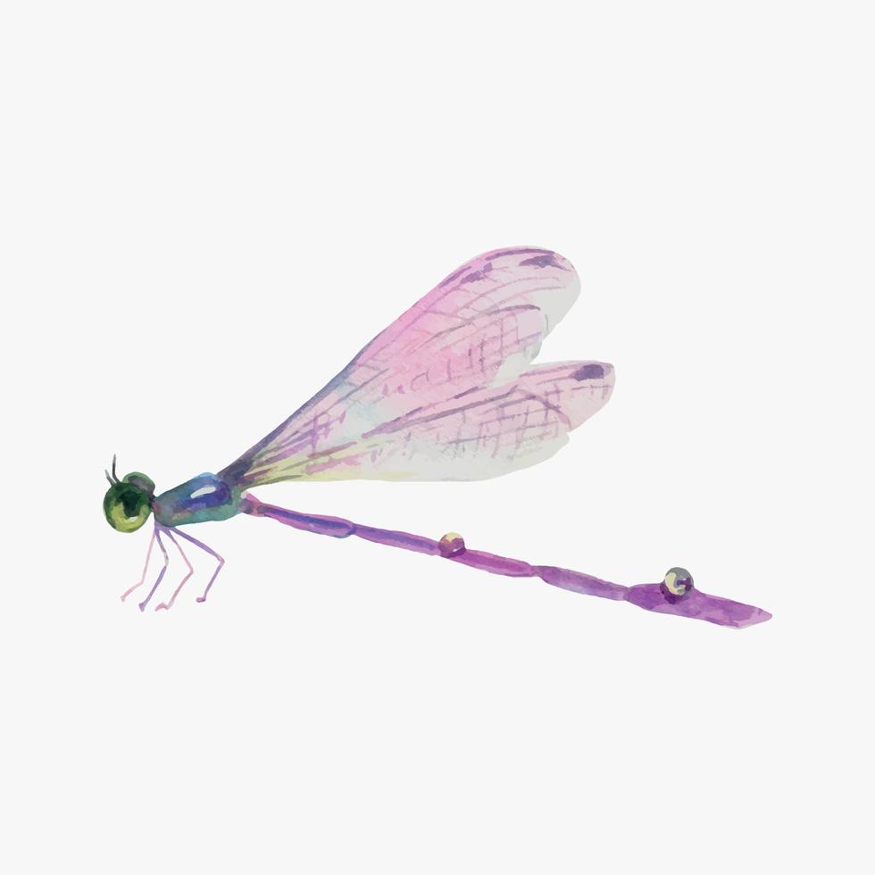 hand gezeichnete aquarellillustration der purpurroten libelle lokalisiert auf weißem hintergrund. vektor