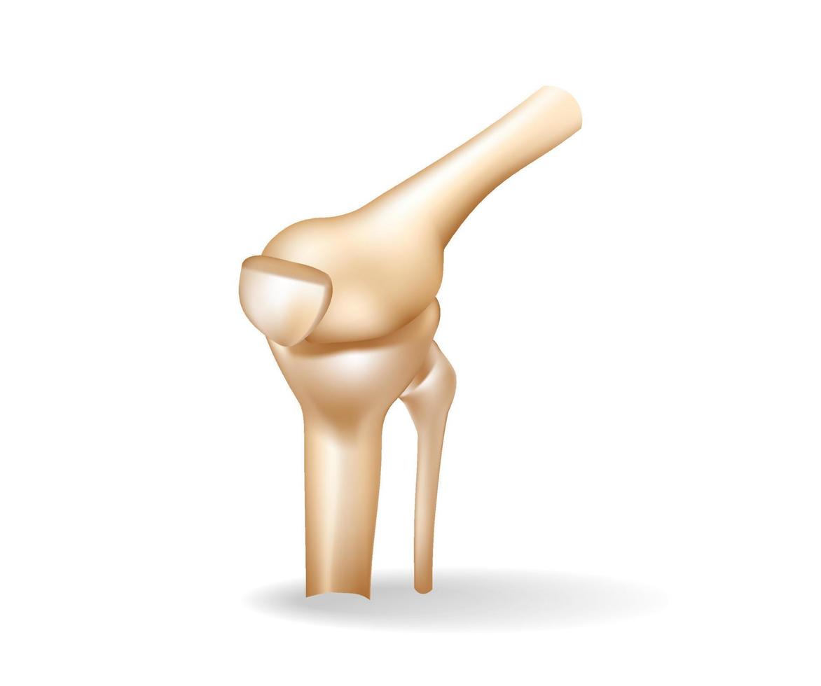 begrepp platt 3d isometrisk illustration av ett anatomisk skära av de knä ben vektor