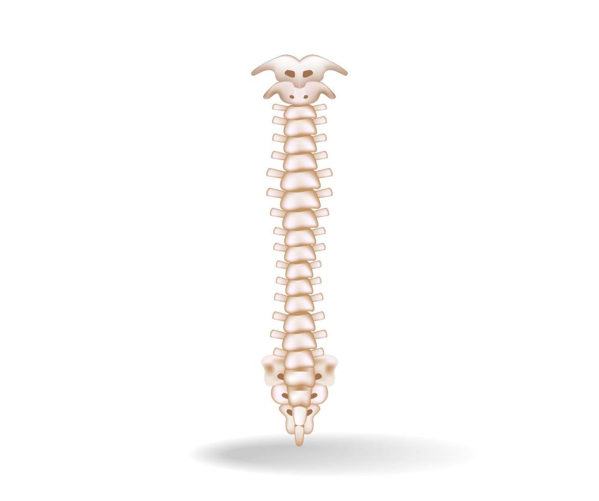 begrepp platt 3d isometrisk illustration av spinal sladd anatomi vektor
