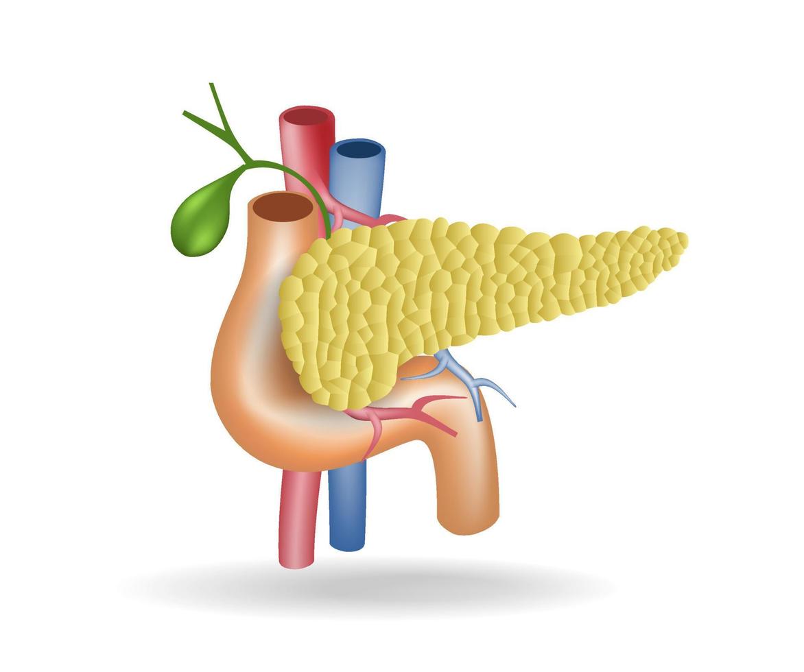 isometrische flache 3d-illustration des anatomiekonzepts des blutgefäßkanals zur bauchspeicheldrüse vektor