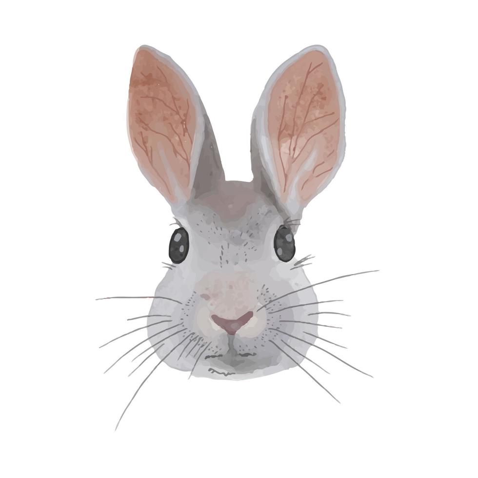 kanin eller kanin hand målad vattenfärg illustration isolerat på vit bakgrund. vektor