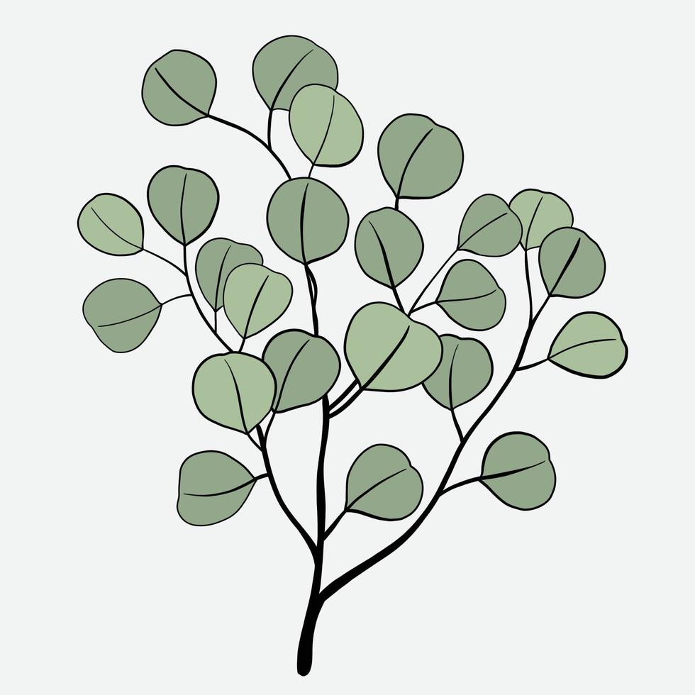 Freihandzeichnung des Eukalyptuszweigs. vektor
