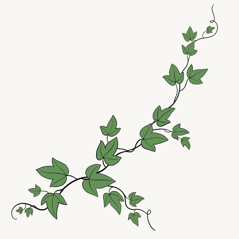 blommig murgröna teckning dekorativ prydnad platt design. vektor