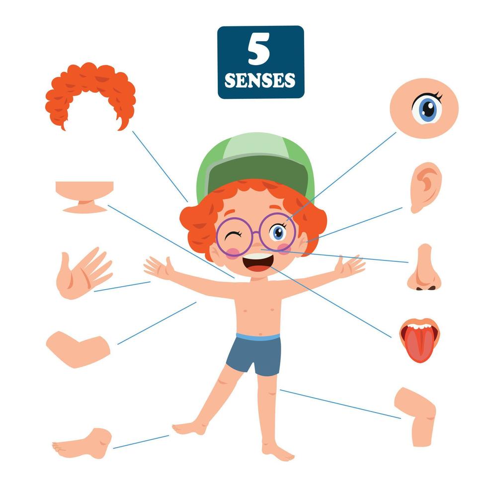 Fünf-Sinne-Konzept mit menschlichen Organen vektor