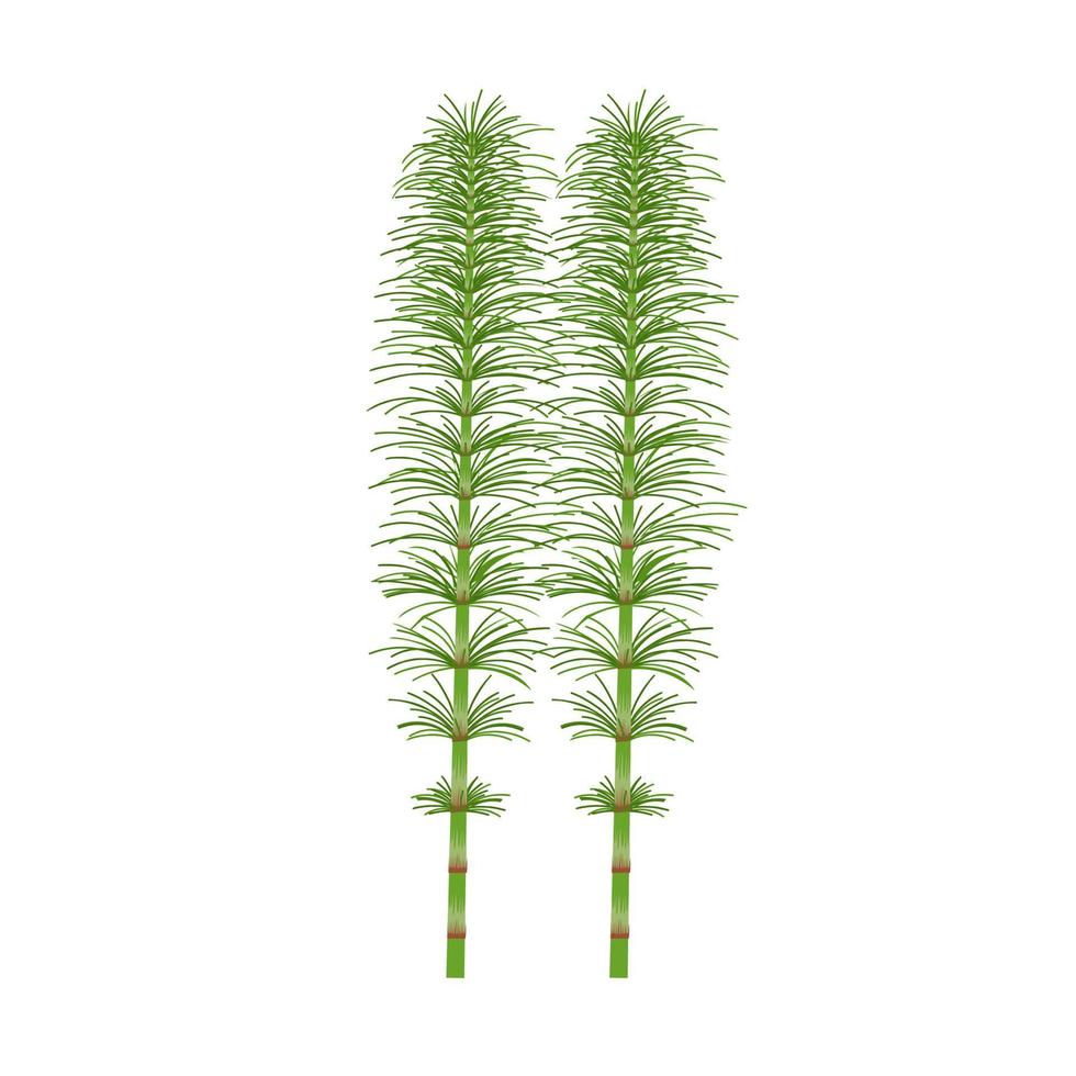 vektor illustration, fräken eller equisetum, isolerat på vit bakgrund.