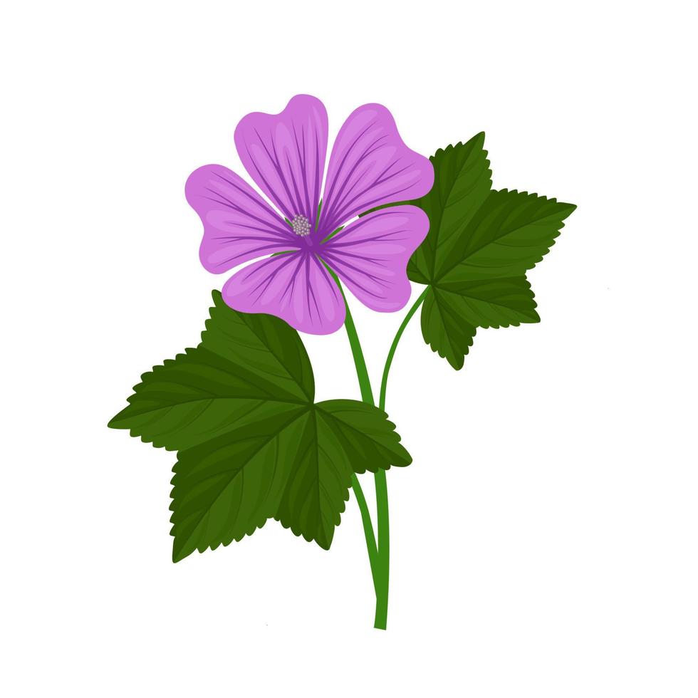 vektor illustration, malva blomma eller malva blomma, isolerat på vit bakgrund.