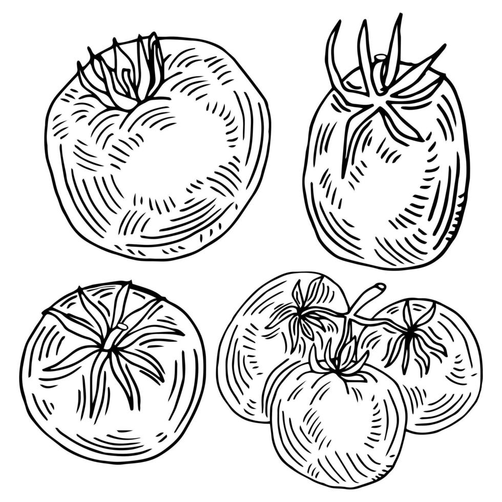 hand dragen tomat uppsättning. tomater, skivor, halvor, körsbär tomater och knippa isolerat på vit bakgrund. översikt bläck slyle skiss. vektor färg illustration.
