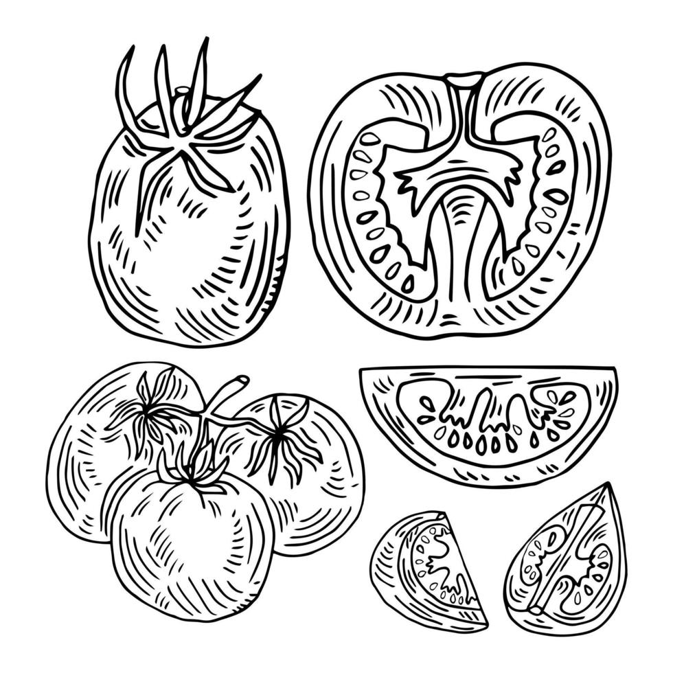 hand dragen tomat uppsättning. tomater, skivor, halvor, körsbär tomater och knippa isolerat på vit bakgrund. översikt bläck slyle skiss. vektor färg illustration.