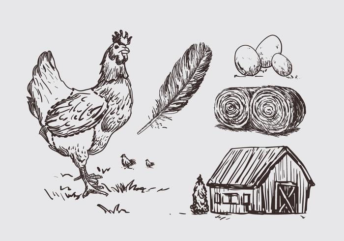 Kyckling Illustration Litografi vektor
