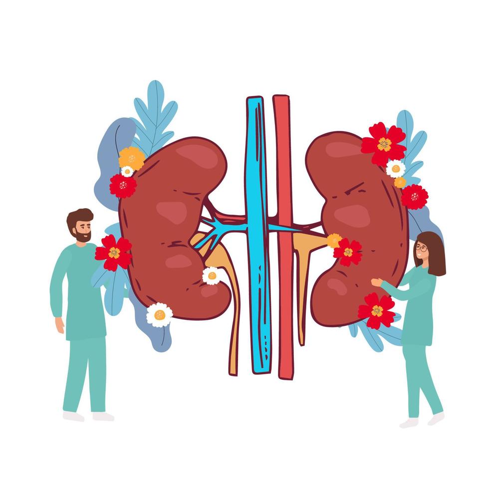 doktorer studerar njurar av givare på klinik. medicinsk personer kontroll mänsklig organ för kirurgi platt vektor illustration. nefrologi, medicin begrepp för baner, hemsida design eller landning webb sida