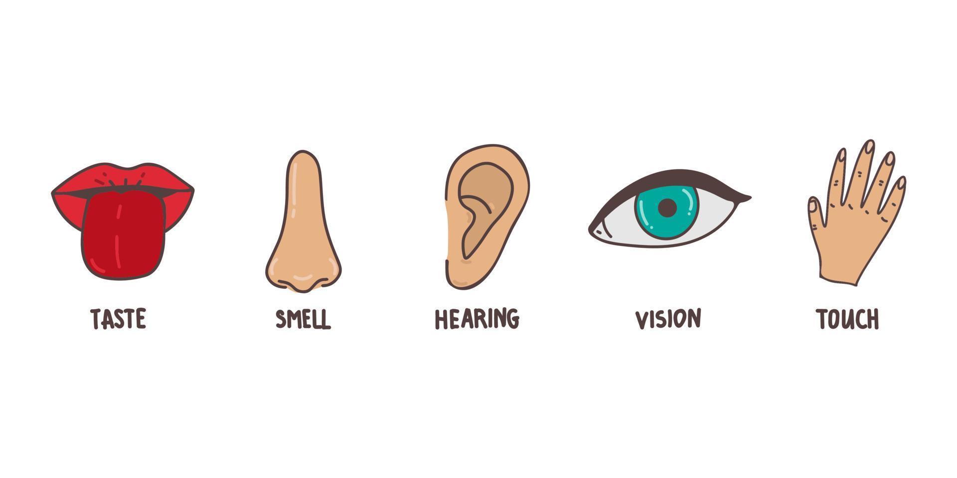 fünf Liniensymbole für menschliche Sinne gesetzt. Symbole für Sehen, Riechen, Hören, Berühren und Schmecken. menschliche Sinnesorgane. Auge, Nase, Ohr, Hand, Mund-Icon-Set. vektor