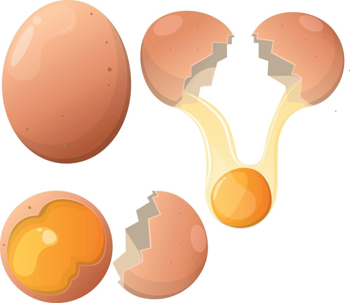 färsk kyckling ägg vektor tecknad serie illustration. tecknad serie bruten ägg med knäckt äggskal. ägg halv med äggula