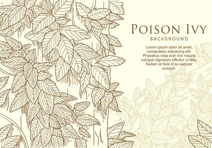 Freie Hand gezeichnetes Poison Ivy Leaf vektor