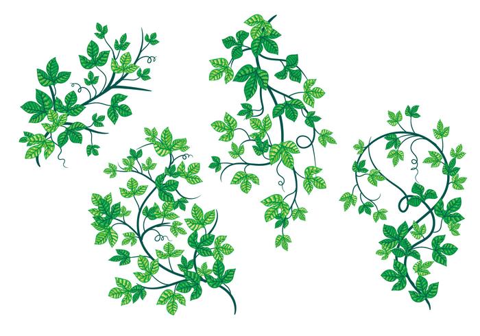 Tendera gröna blad av giftväxtväxtväxtväxter vektor