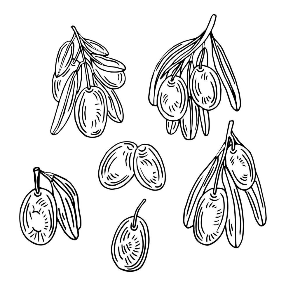 Olivenzweige gesetzt. Olivenfruchtbündel und Olivenzweige mit Blättern. handgezeichnete illustration in vektor umgewandelt.