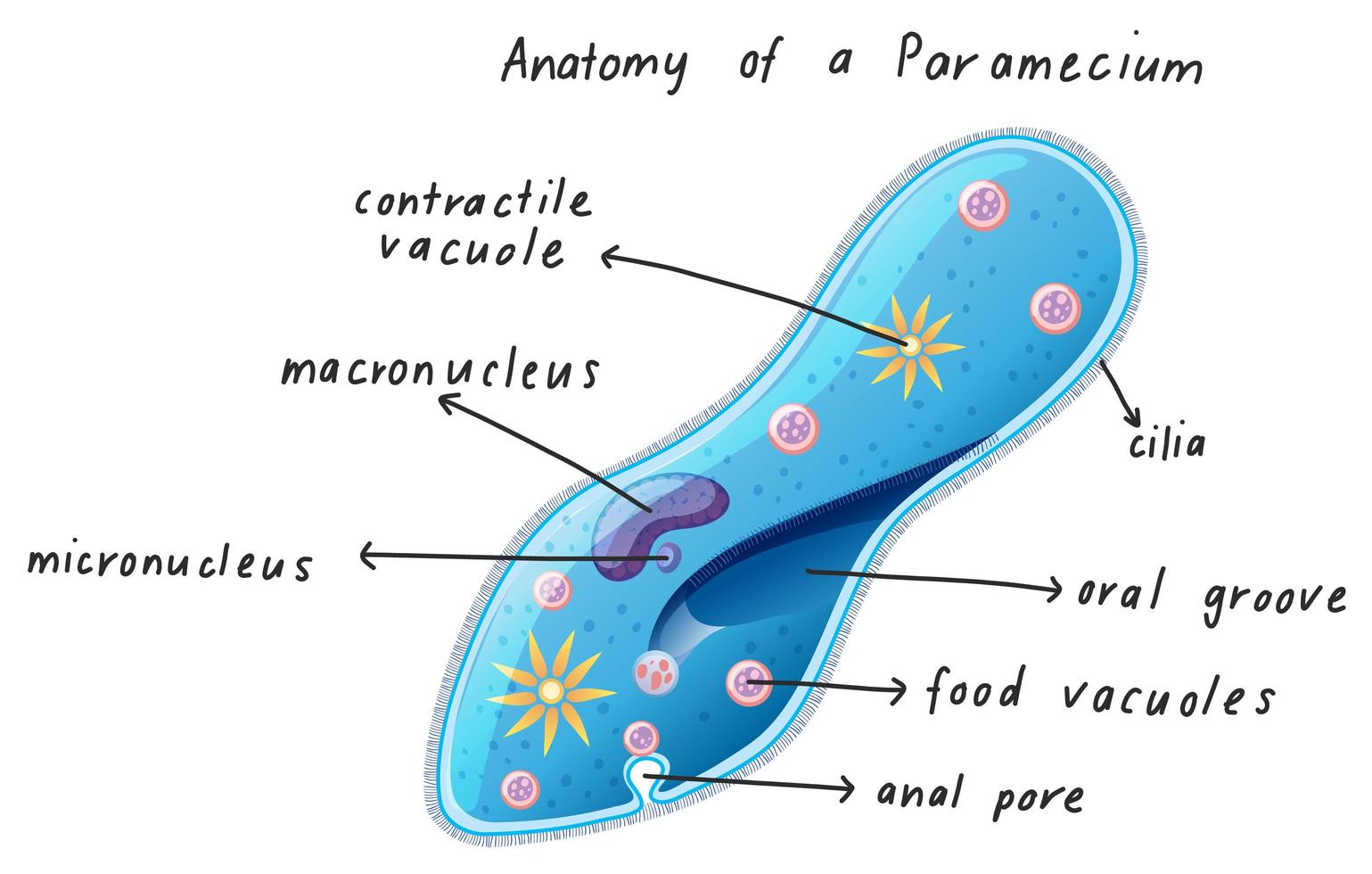 Anatomie eines Parameciums vektor