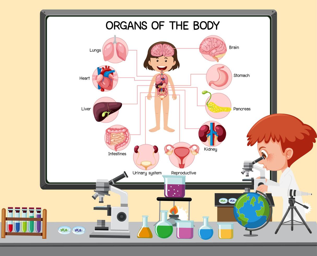 ung forskare som förklarar kroppens organ framför en tavla med laboratorieelement vektor