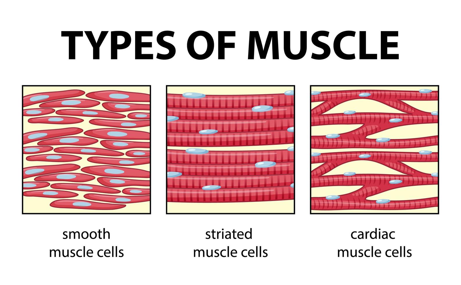 typer av muskelcelldiagram vektor