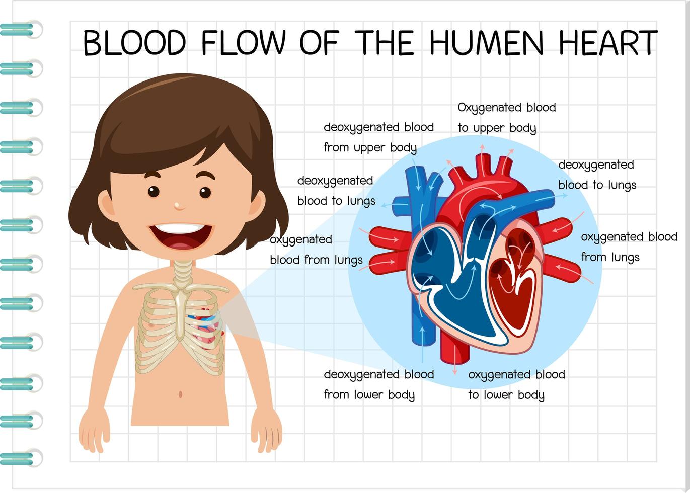 diagram över blodflödet i det mänskliga hjärtat vektor