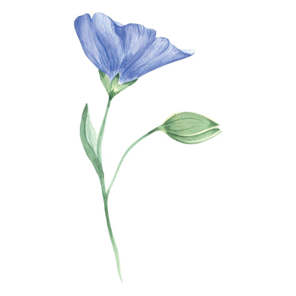 vattenfärg gren med blommor och lin knoppar. vild blå blommor. en blå vattenfärg blomma, en gren med vilda blommor. vektor
