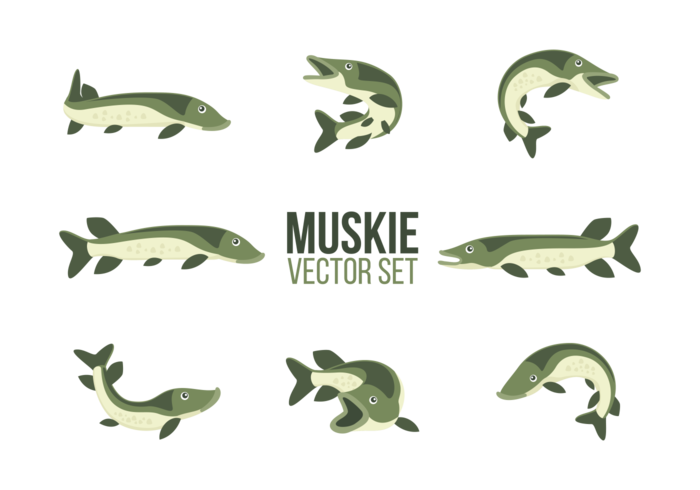 Muskie tecknat vektor